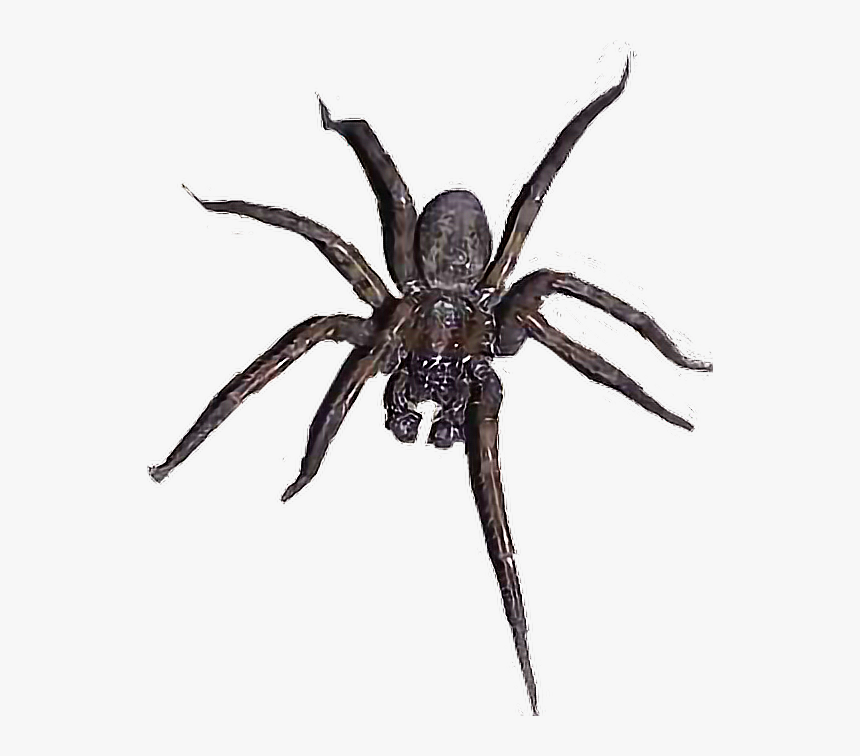 Transparent Wolf Spider Png - Wolf Spider, Png Download, Free Download