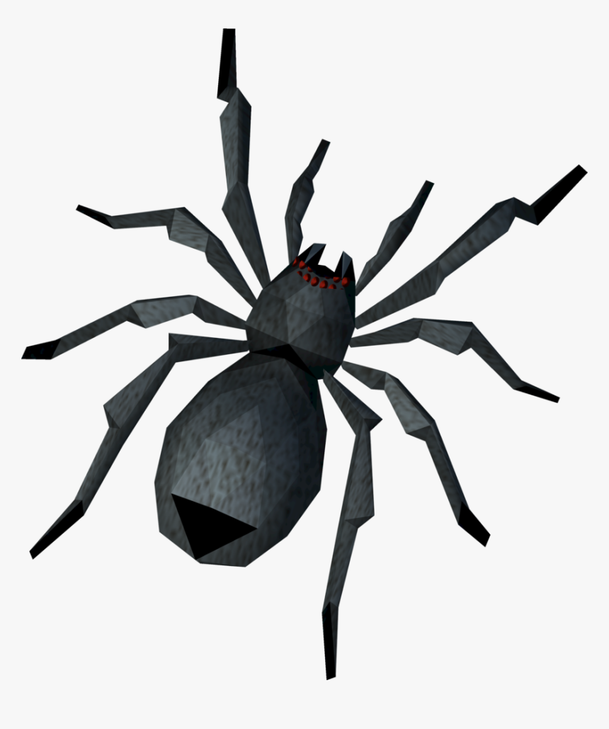 Wolf Spider, HD Png Download, Free Download