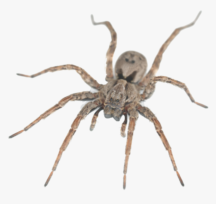 Spider Png, Transparent Png, Free Download