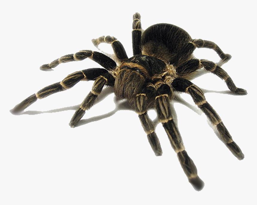 Cat Spider Insect Pest Tarantula - Pink Toe Tarantula Tank Setup, HD Png Download, Free Download