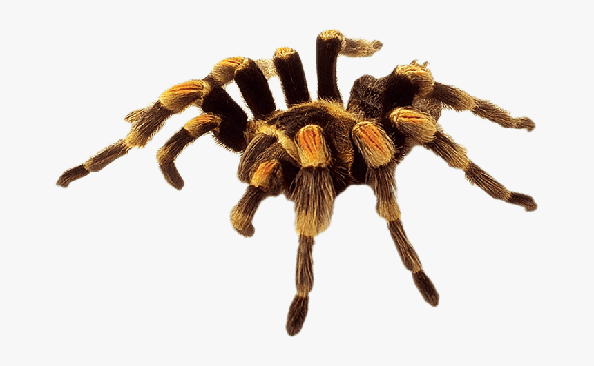 Large Yellow Brown Spider - Spider Hd Transparent, HD Png Download, Free Download