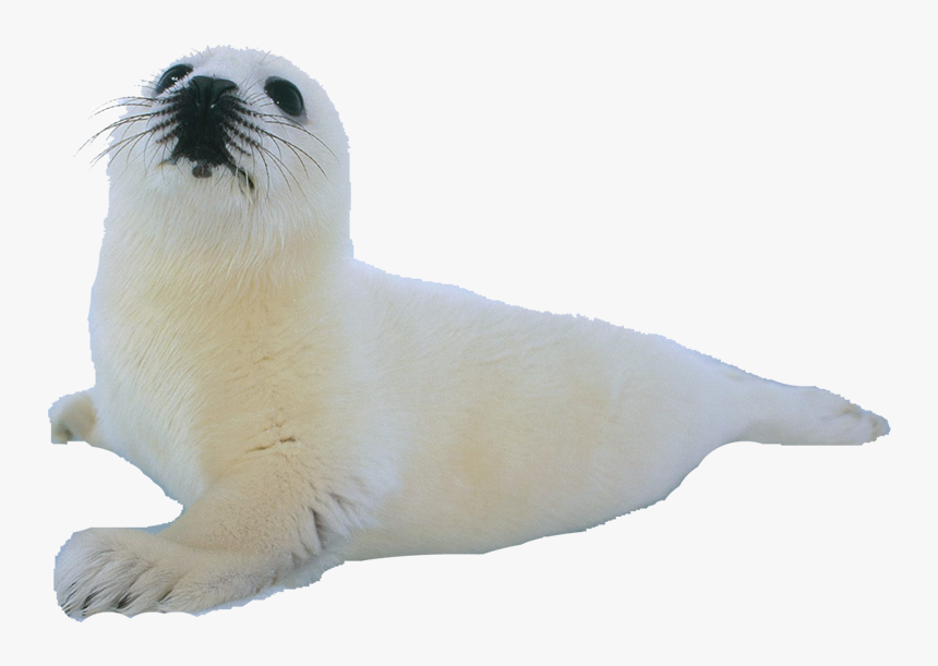 Transparent Sea Lion Png - Harp Seal, Png Download, Free Download