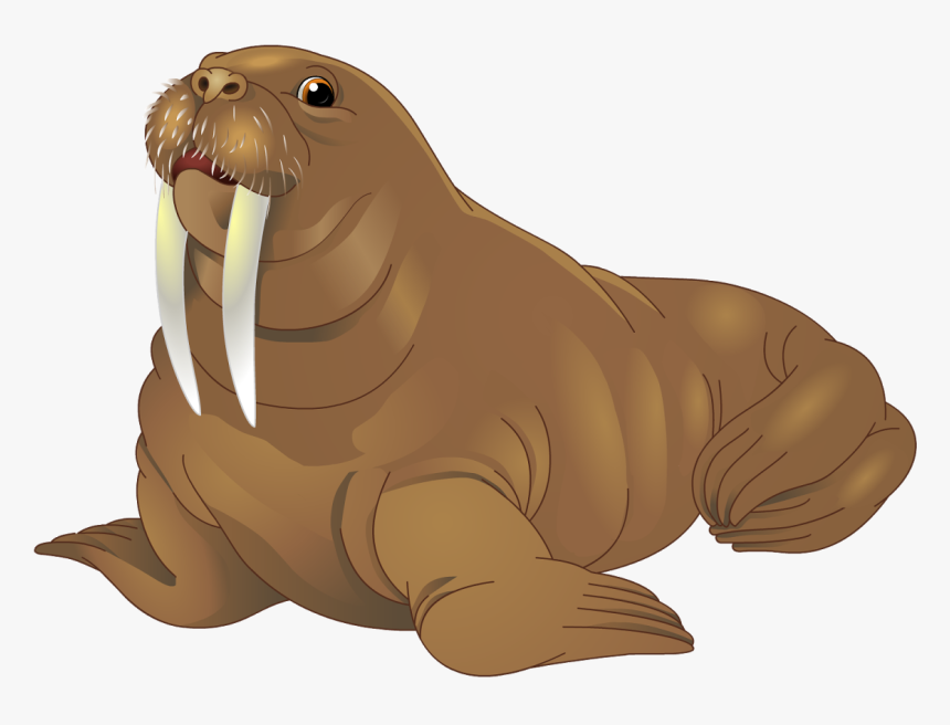 Walrus Png, Transparent Png, Free Download