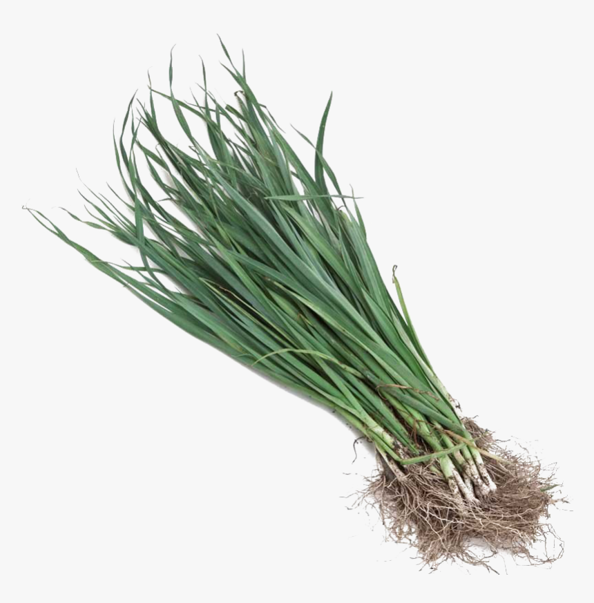 Leek Png Transparent Images - Sweet Grass, Png Download, Free Download