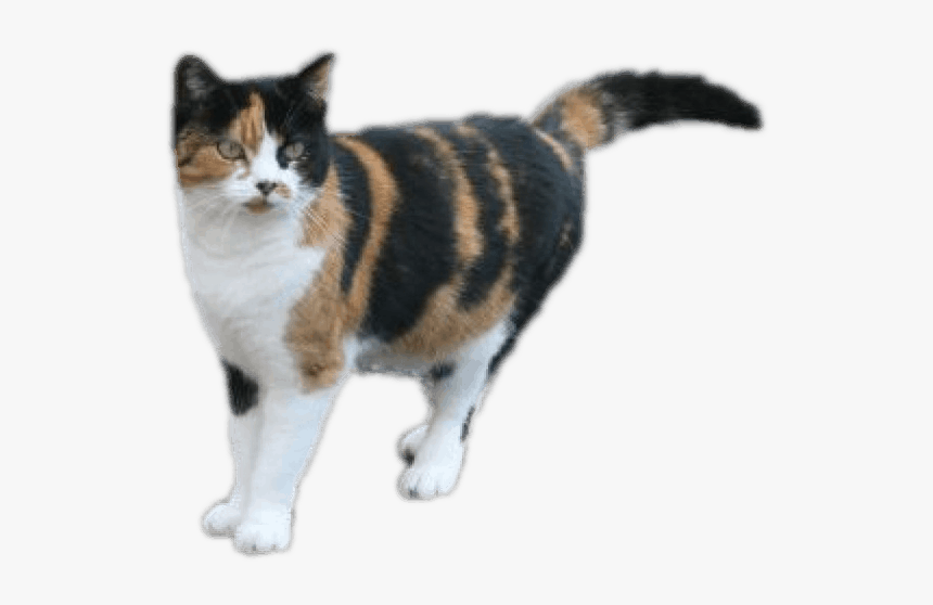 Calico Cat Color Palette - Calico Cat Transparent Background, HD Png Download, Free Download