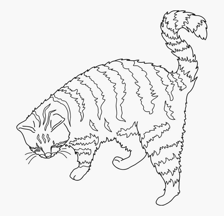 Wild Cat,carnivoran,dog Like Mammal - Outline Cat Line Art, HD Png Download, Free Download