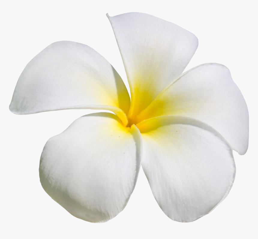 Plumeria - Frangipani, HD Png Download, Free Download