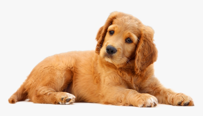 Dog Png, Transparent Png, Free Download