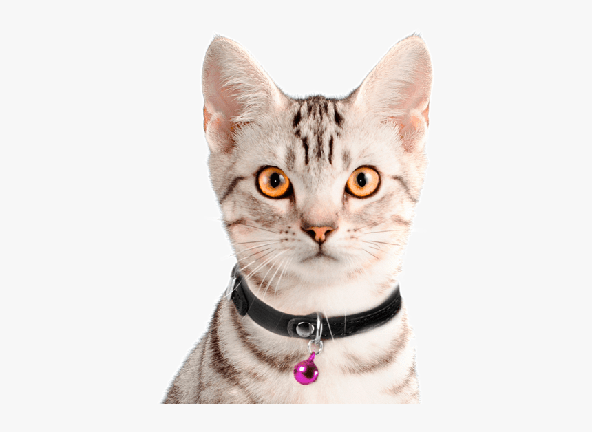 American Shorthair Cat At 1, HD Png Download, Free Download