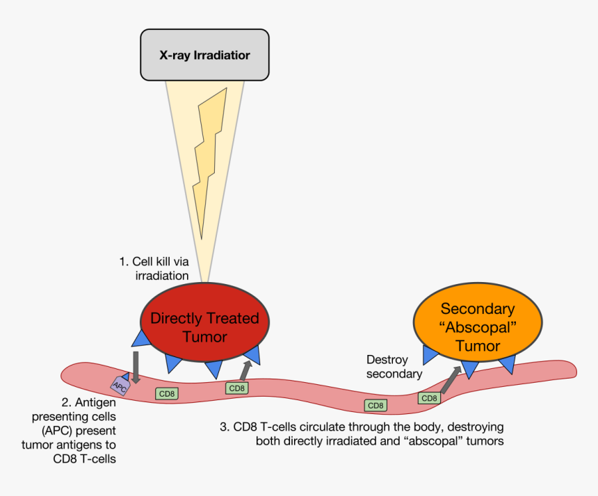 Radiation Abscopal Effect, HD Png Download, Free Download