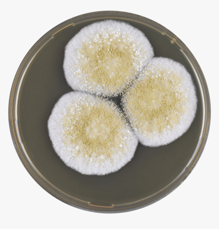 Aspergillus Avenaceus Meaox - Dessert, HD Png Download, Free Download