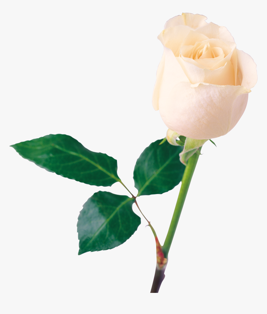 One White Rose Png, Transparent Png, Free Download