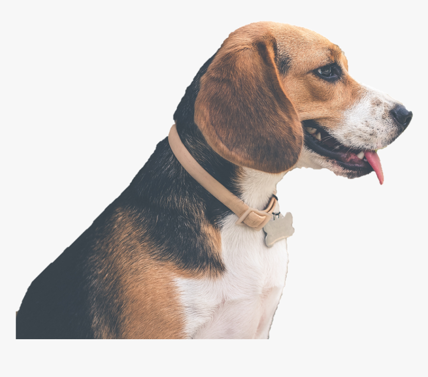 Beagle-harrier, HD Png Download, Free Download