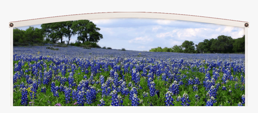 Texas Bluebonnet, HD Png Download, Free Download