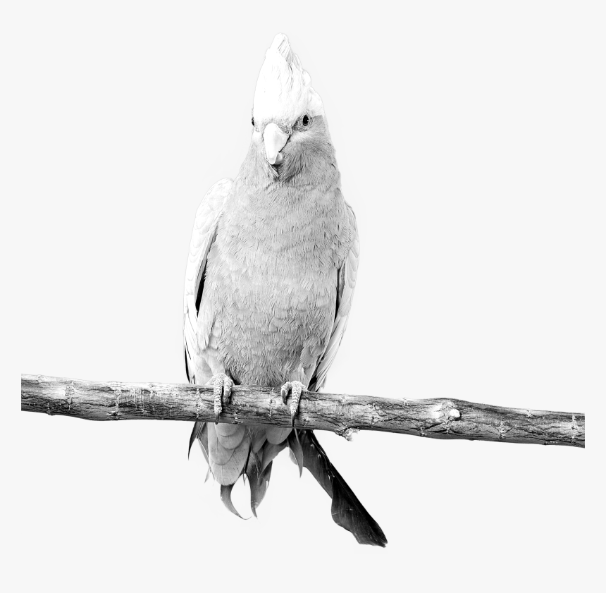 My Cockatiel Fat, HD Png Download, Free Download