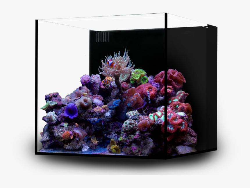 Marine Aquarium Cube Layout, HD Png Download, Free Download