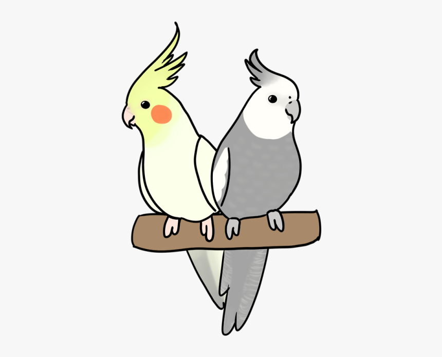 Cockatiel, HD Png Download, Free Download