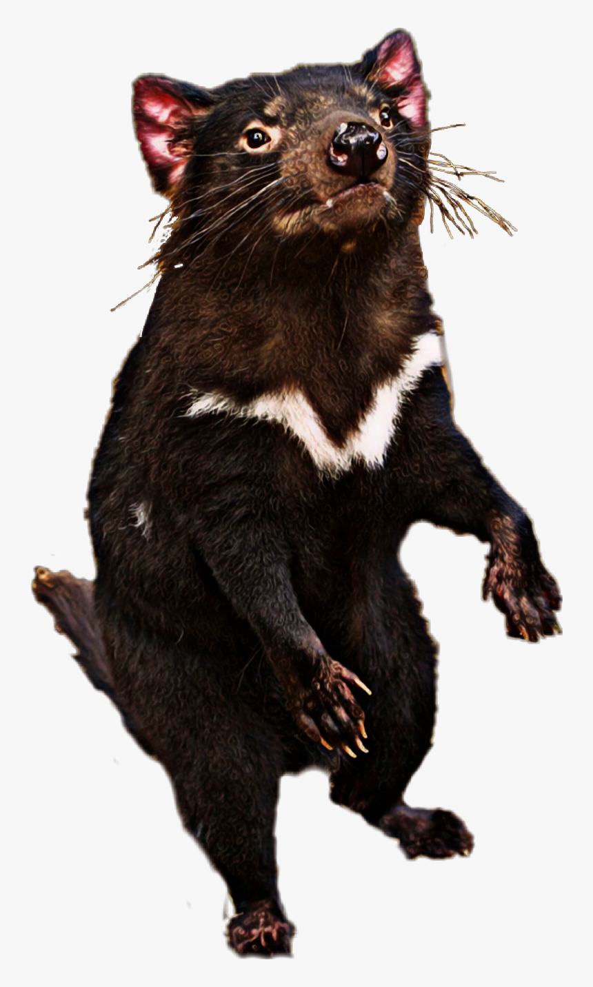 Tasmanian Devil Png, Transparent Png, Free Download