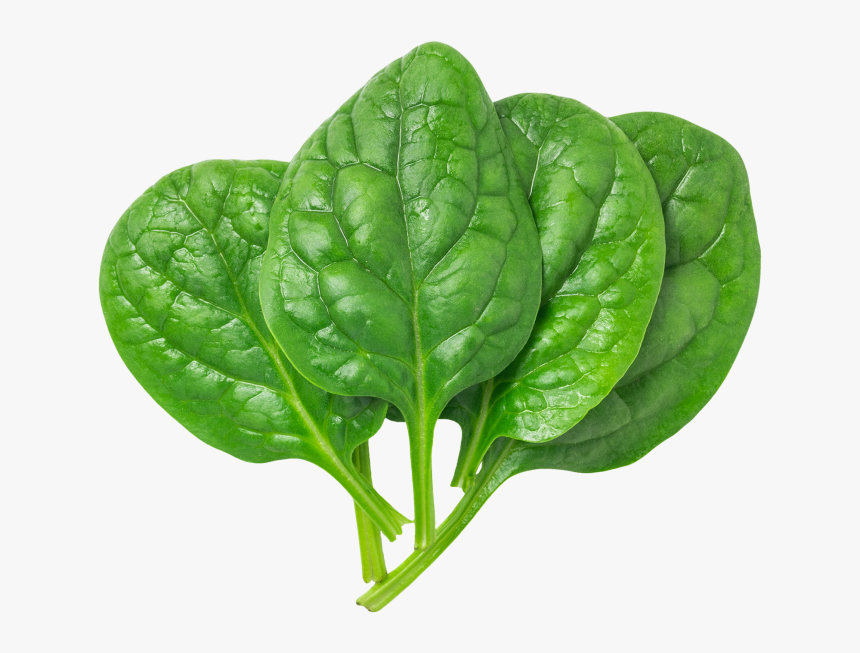 Spinach Leaf Png, Transparent Png, Free Download