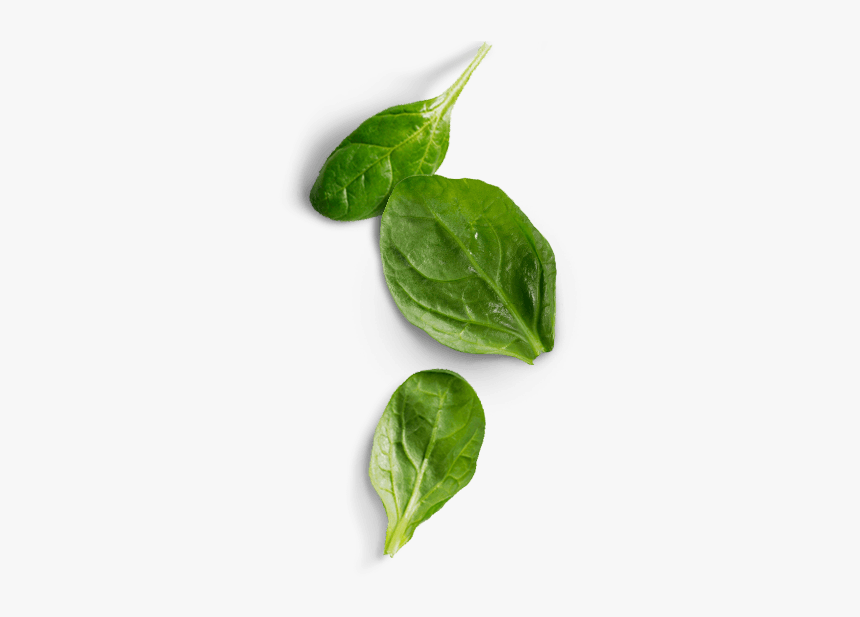 Spinach Png Image Hd, Transparent Png, Free Download