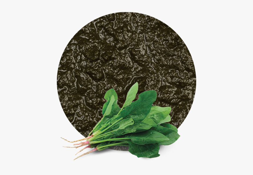 Spinach Leaf Png, Transparent Png, Free Download