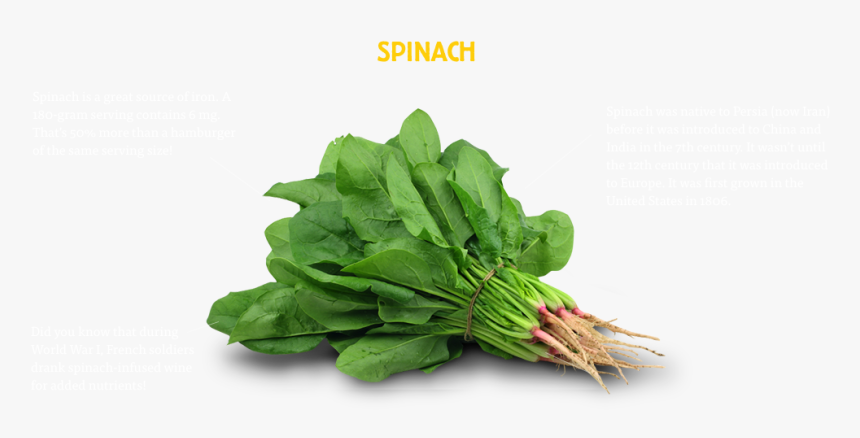 Spinach Leaf Png, Transparent Png, Free Download