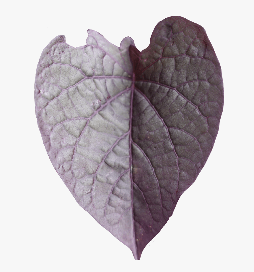 Vitis, HD Png Download, Free Download