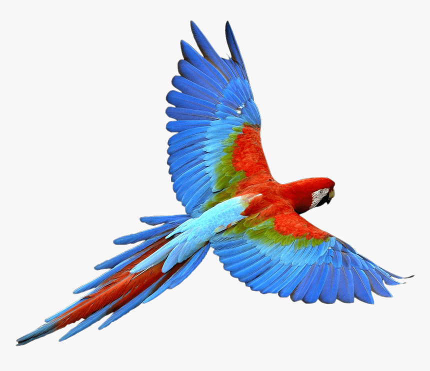 Flying Parrot Red Blue - Parrot Png, Transparent Png, Free Download