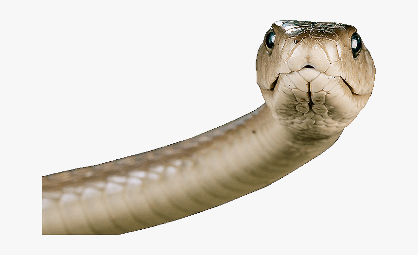 Cabeza De Serpiente - Snake Head Png, Transparent Png, Free Download