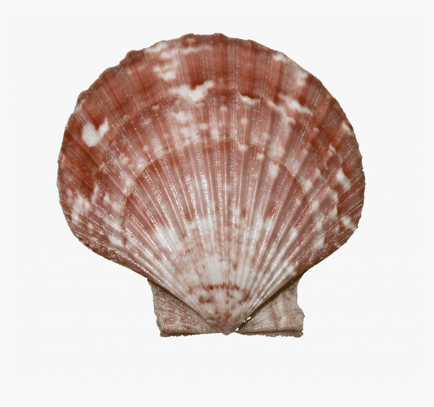 Scallop shell isolated on transparent background. PNG file, cut out. AI  Generated 32325163 PNG