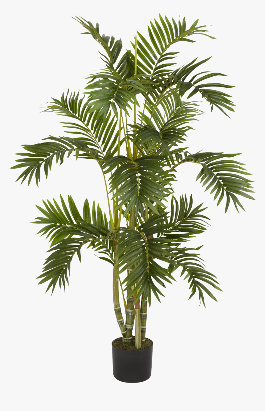 Hd Plants Png , Free Unlimited Download - Palm Tree Plant Png, Transparent Png, Free Download