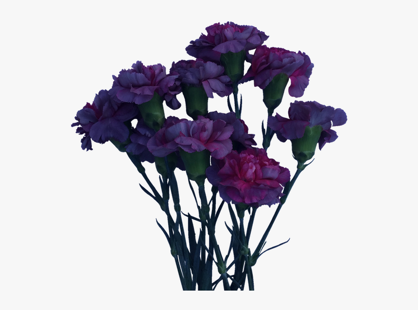 Carnations Purple Pink Farm Gate - Bouquet, HD Png Download, Free Download