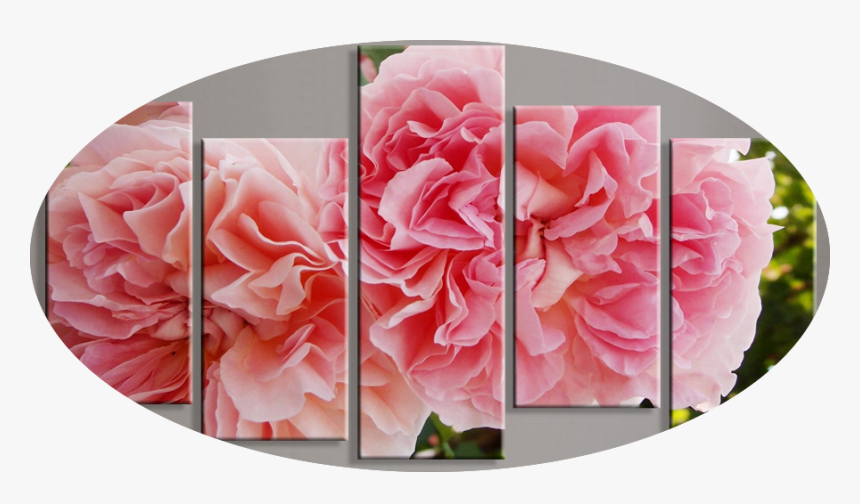 Garden Roses, HD Png Download, Free Download