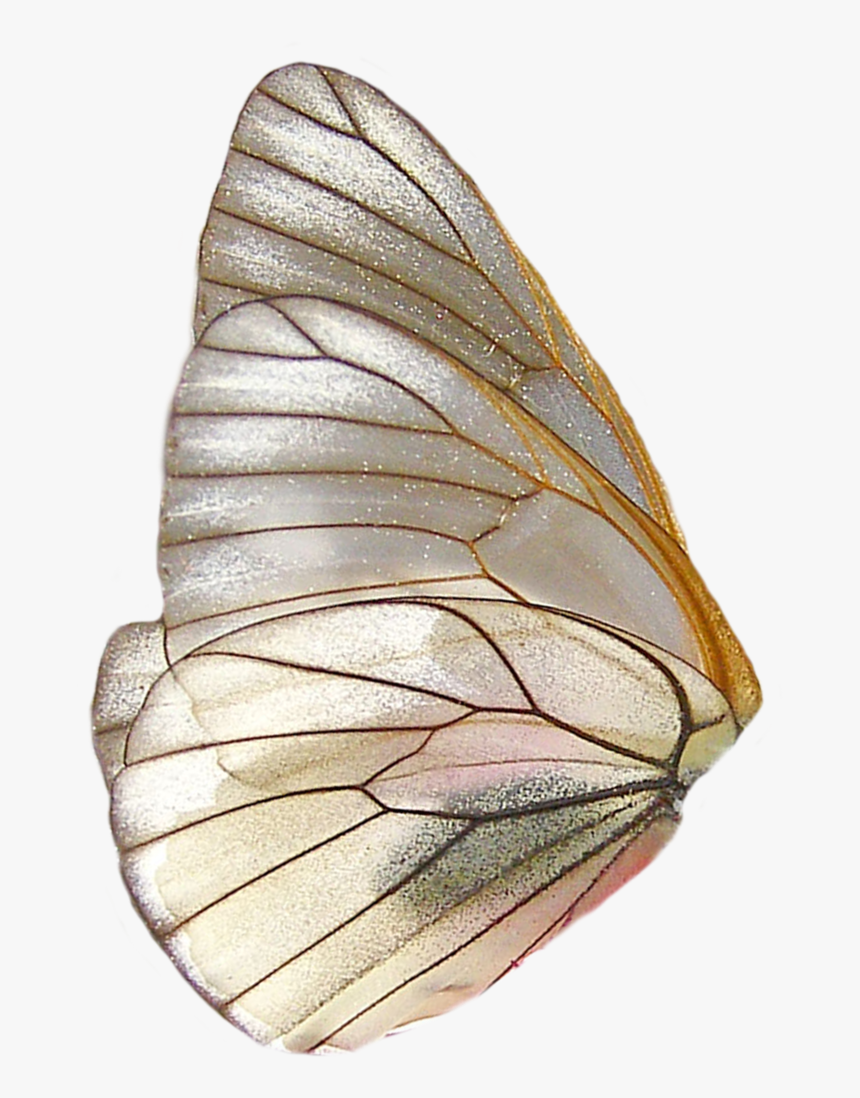 Butterfly Wings Png, Transparent Png, Free Download