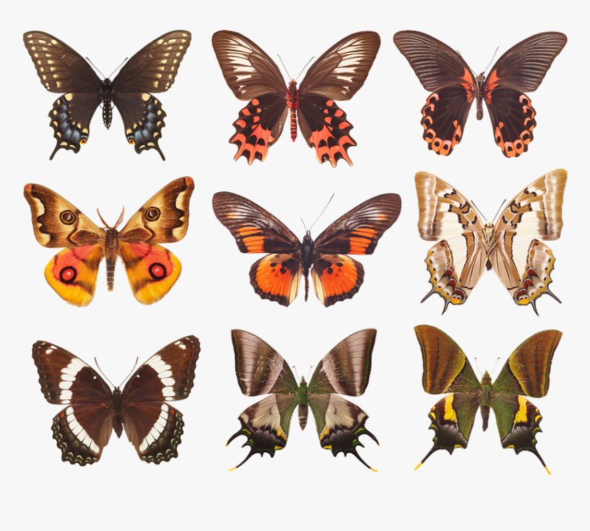 Butterfly, Collection Of Butterflies, Wings, Insects - Butterfly Collection Png, Transparent Png, Free Download