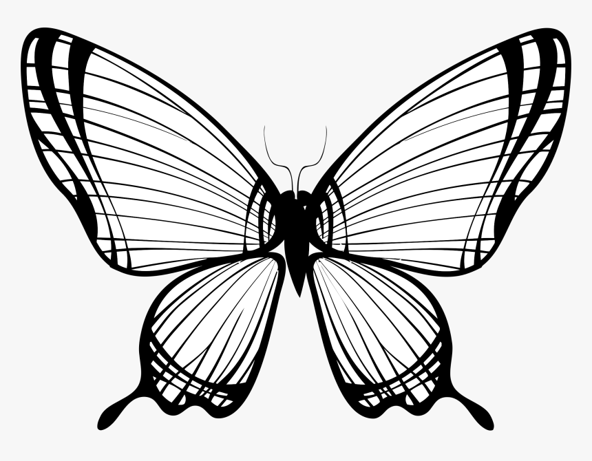 Clip Art Butterfly With Broken Wing - Butterfly Wings Line Drawing, HD Png Download, Free Download