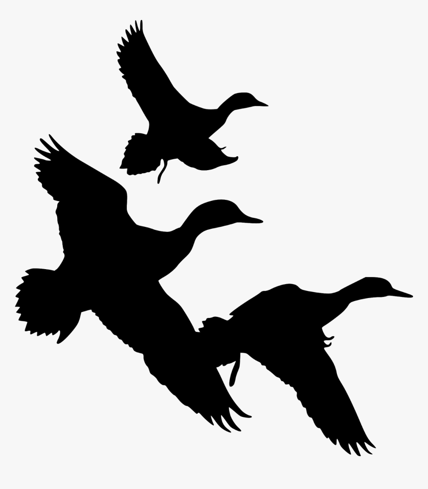 Duck, Flying, Silhouette, Goose, Geese, Bird, Flight, - Ducks Flying Silhouette Png, Transparent Png, Free Download