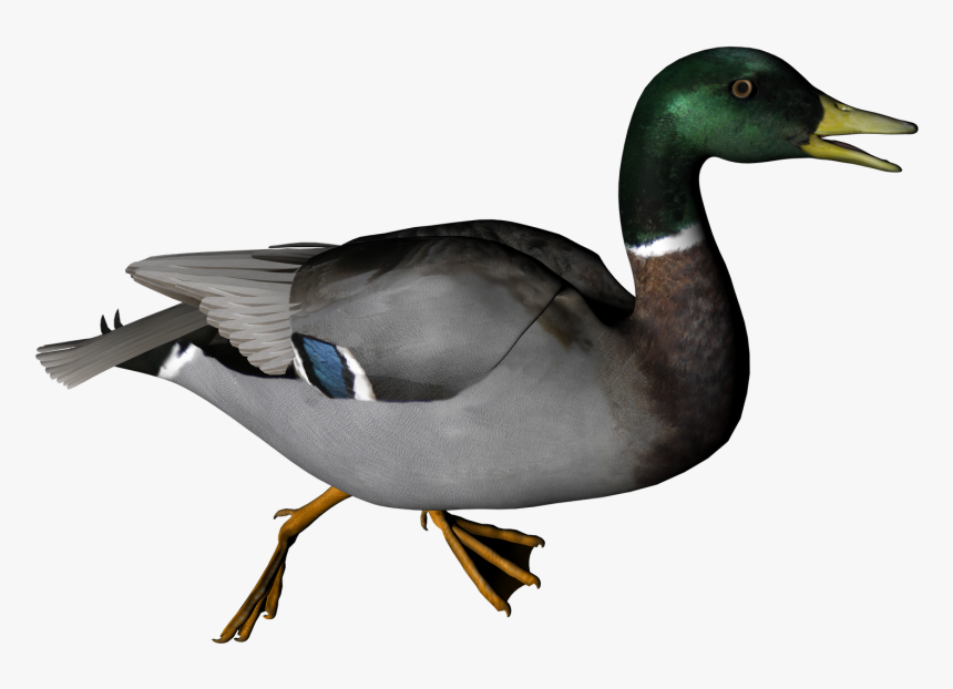 Duck Png Transparent, Png Download, Free Download