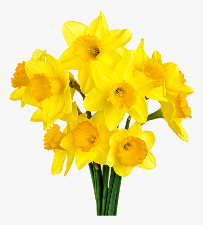 Daffodil Bunch - Daffodils Transparent Background, HD Png Download ...