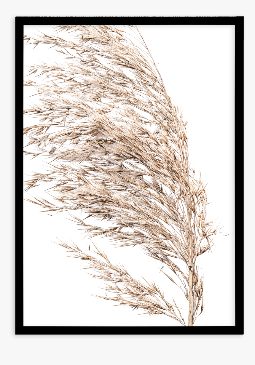 Sea Grass Png Black And White - Phragmites, Transparent Png, Free Download