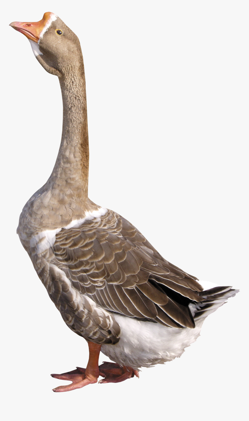 Goose Png - Гусь Png, Transparent Png, Free Download