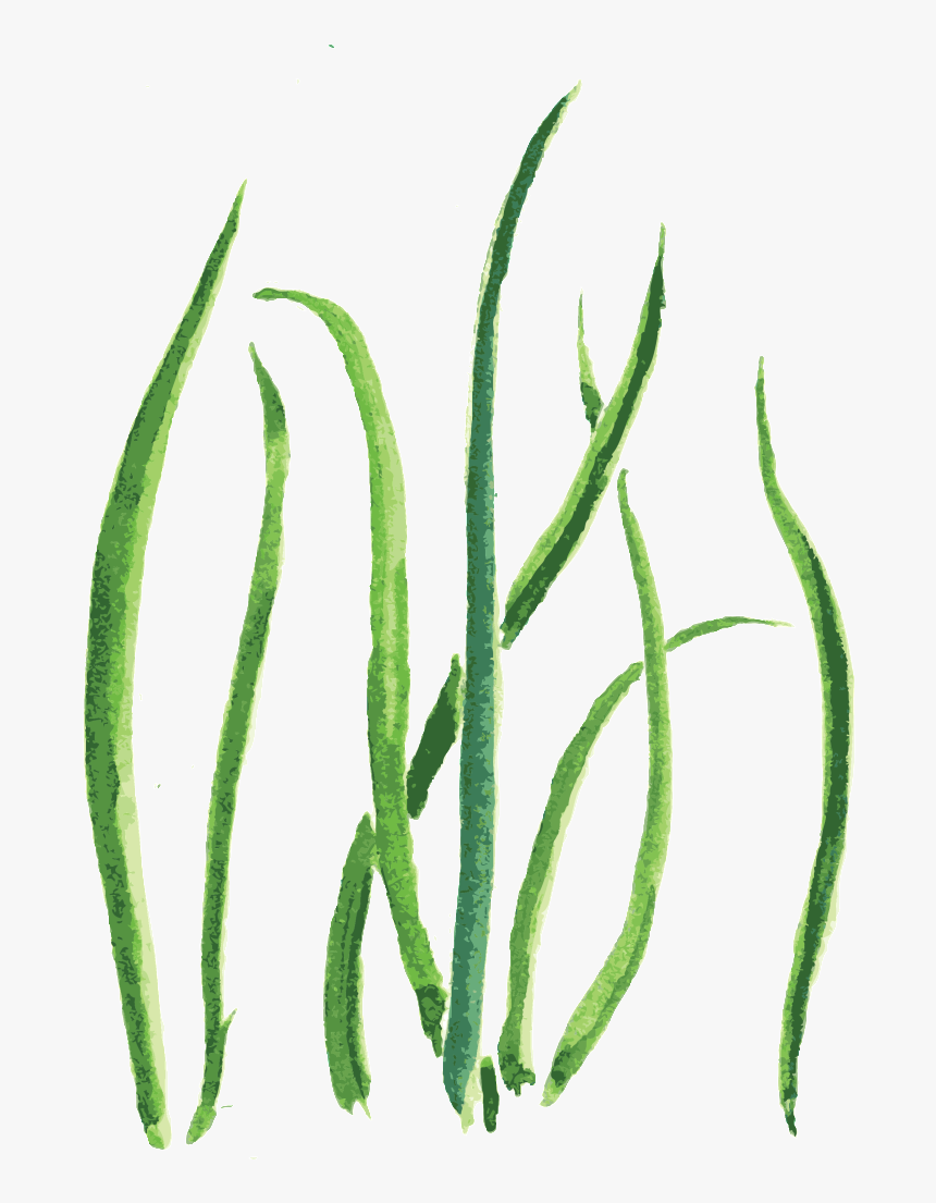 Green Sea Grass Cartoon Transparent - Sketch, HD Png Download, Free Download