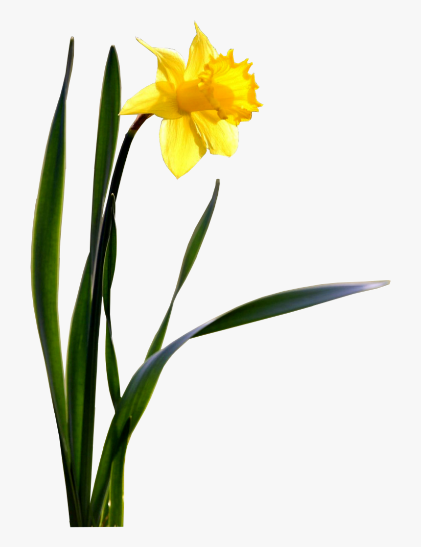 Flower Daffodil Desktop Wallpaper - Daffodil Png, Transparent Png, Free Download