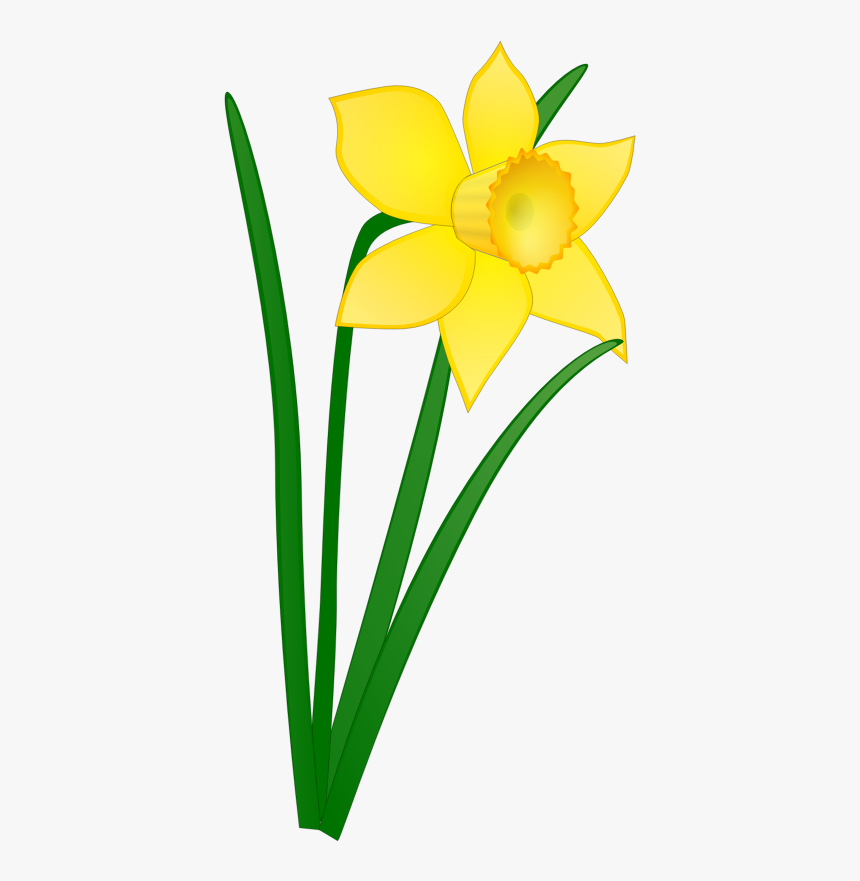 Daffodil Clipart, HD Png Download - kindpng