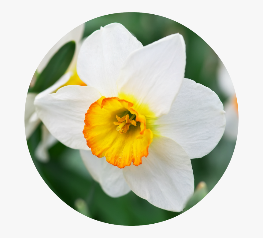 Narcissus, HD Png Download, Free Download