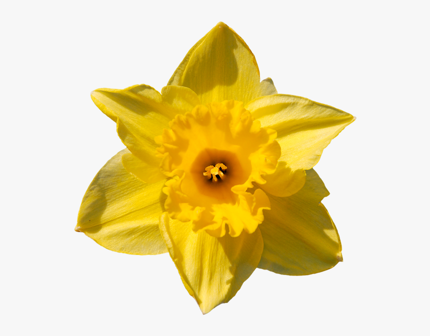 Нарцисс, Желтый Цветок, Daffodil, Yellow Flower, Narzisse, - Narcissus ...