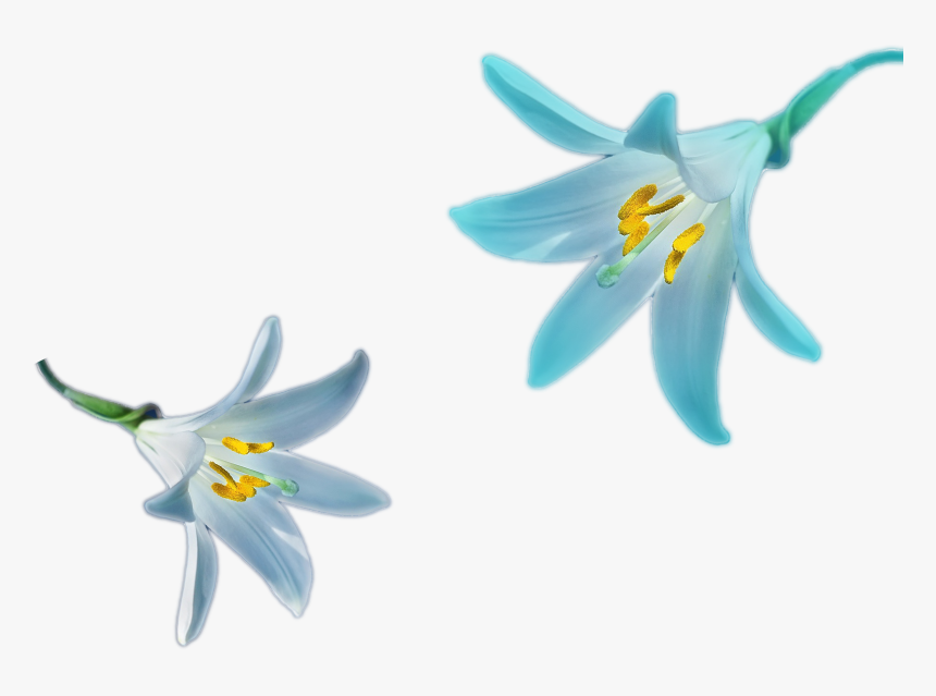 Family - Cluster-lilies, HD Png Download, Free Download