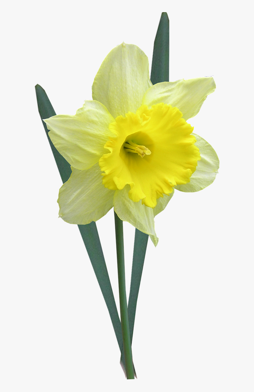 Daffodil With Leaves Stem Free Picture - Påskelilje Png, Transparent ...