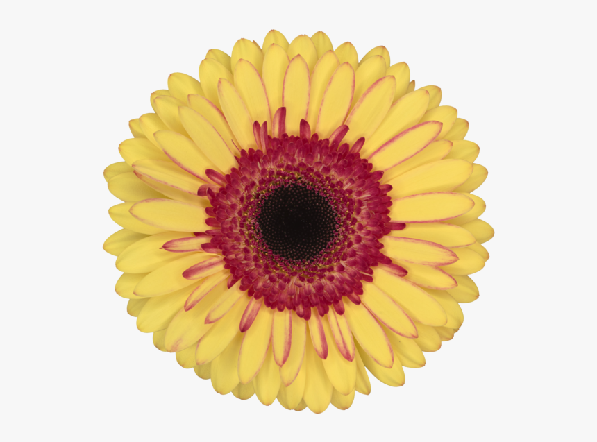 Barberton Daisy, HD Png Download, Free Download