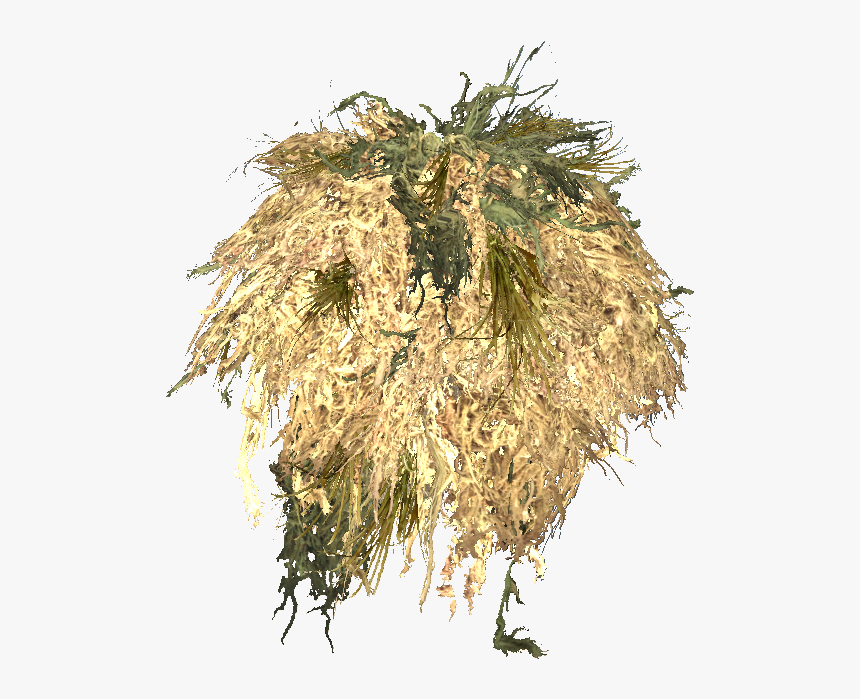 Wornghilliebushrag Tan - Hornwort, HD Png Download, Free Download